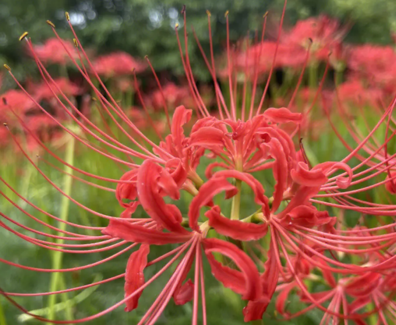 曼珠沙华花谢了怎么办