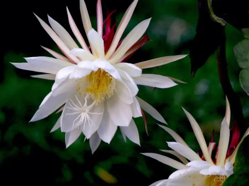 昙花耐旱吗