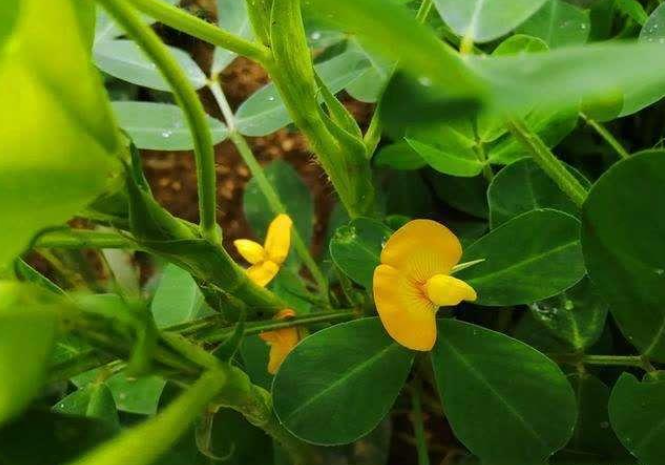 花生是自花授粉吗