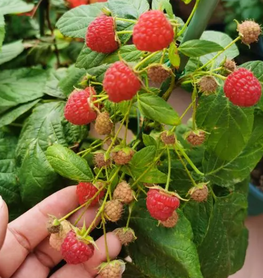 树莓是自花授粉吗