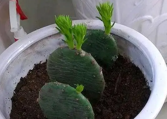 仙人掌适合什么土壤种植