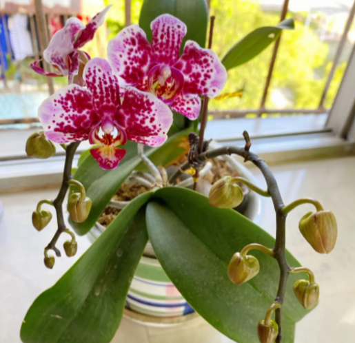 蝴蝶兰花谢了怎么办