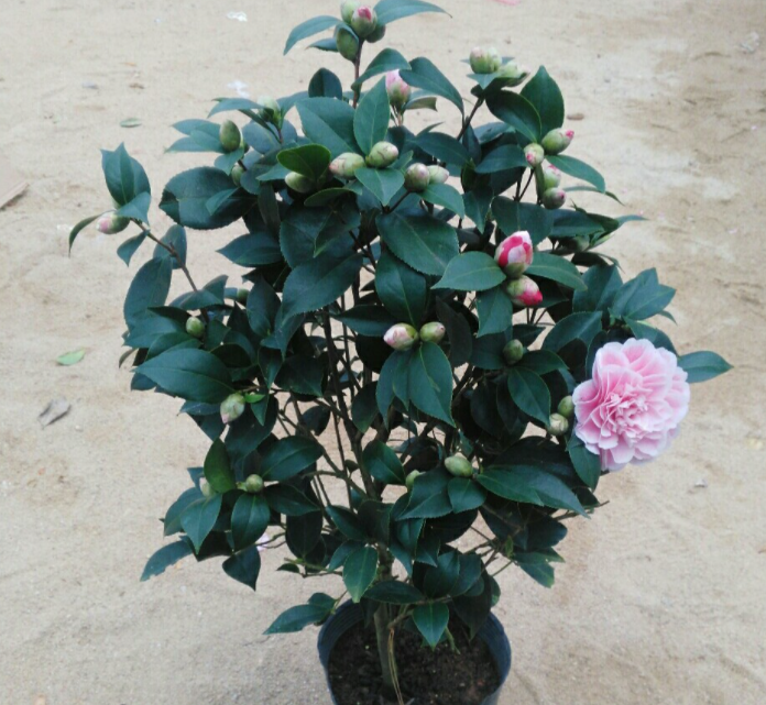 茶花适合什么土壤种植