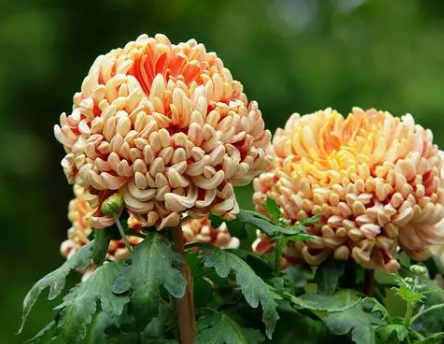 菊花浇水的正确方法是什么