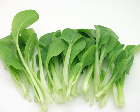 广东适合种什么菜