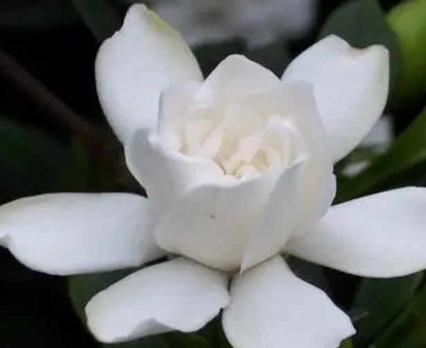 栀子花花谢了怎么办