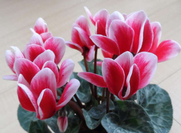 仙客来花谢了怎么办
