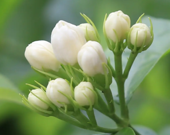 茉莉用什么土栽培最好
