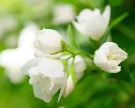 茉莉花谢了怎么办