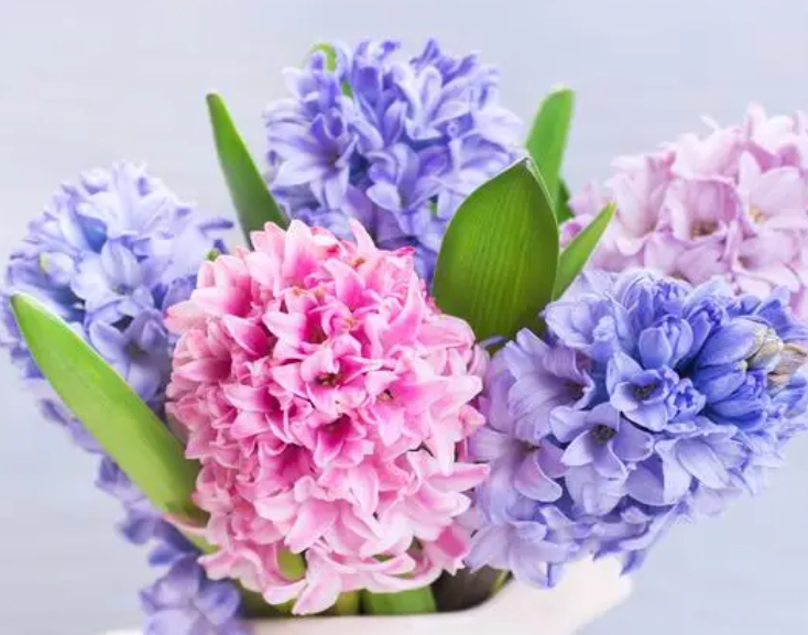 风信子花谢了怎么办