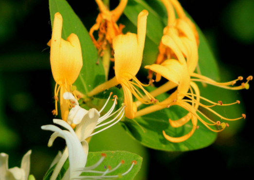 金银花浇水时间和正确方法是什么