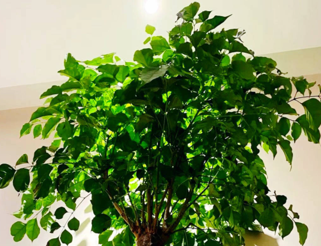 幸福树用什么土栽培最好
