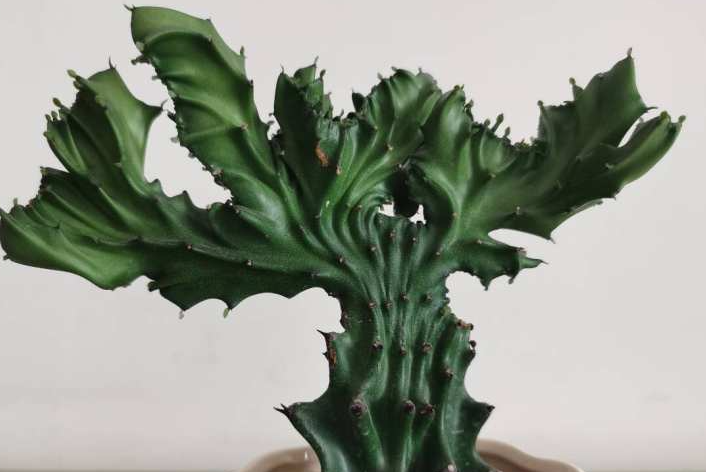 玉麒麟用什么土栽培最好