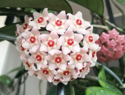 球兰花谢了怎么办
