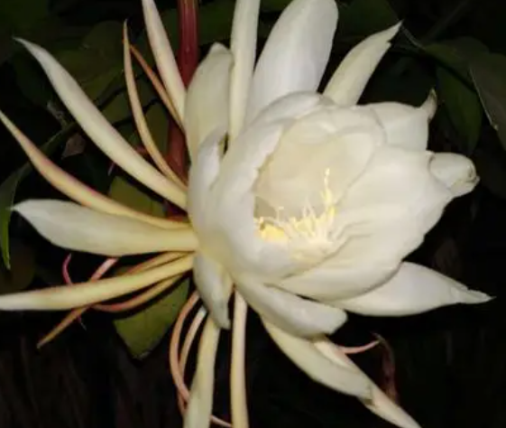 昙花谢了怎么办