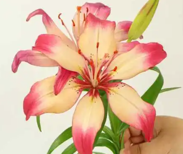 百合花谢了怎么办