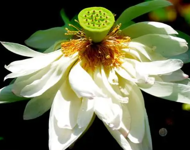 池塘边适合种什么花