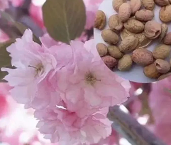 樱花种子多久发芽
