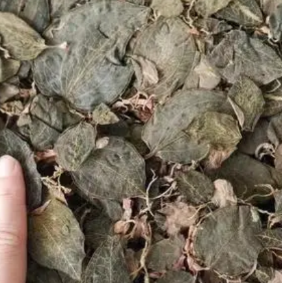 金线莲种子多久发芽