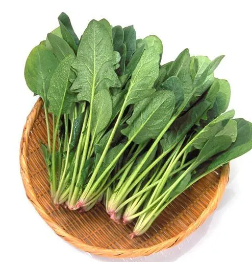 菠菜种子多久发芽