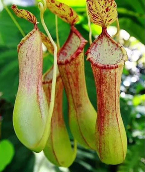 猪笼草种子多久发芽