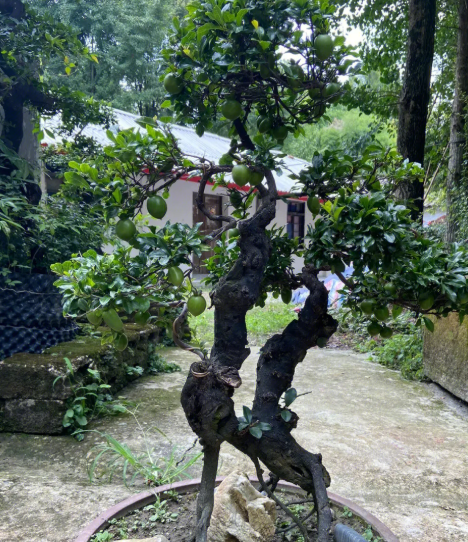金弹子种子多久发芽
