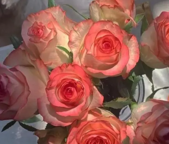 鸡粪适合种什么花