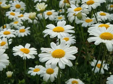 除虫菊种子多久发芽