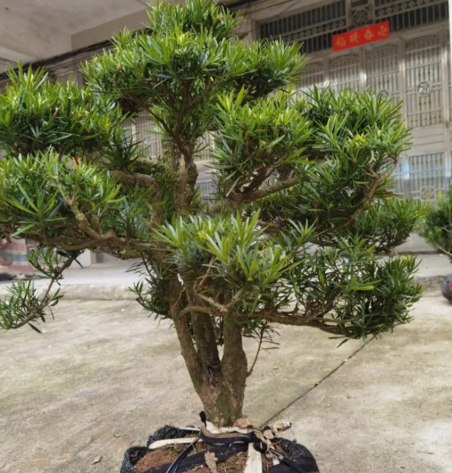 罗汉松种子多久发芽