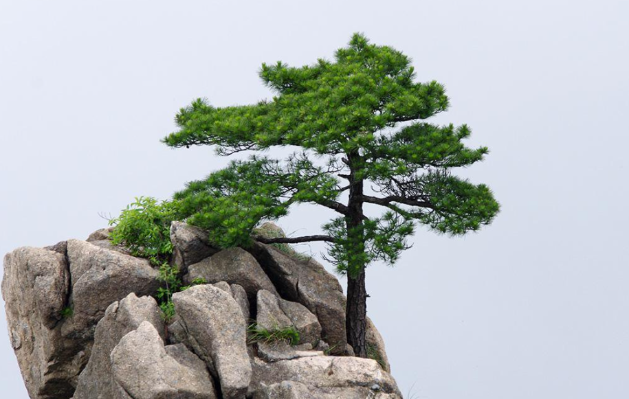 松树什么时候嫁接成活率高