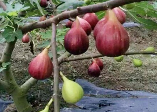 无花果什么时候嫁接成活率高