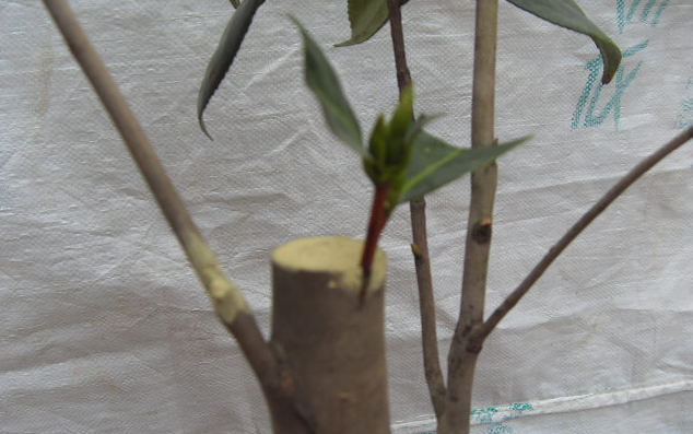 山茶花可以嫁接吗