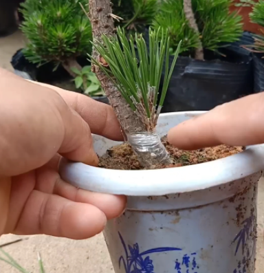 黑松可以嫁接吗