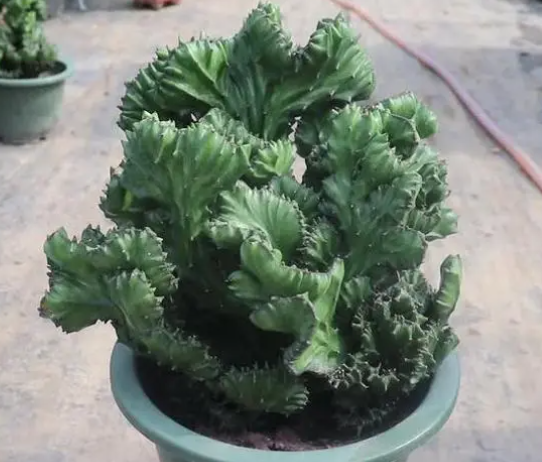 麒麟掌可以嫁接吗