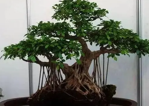 榕树可以嫁接吗