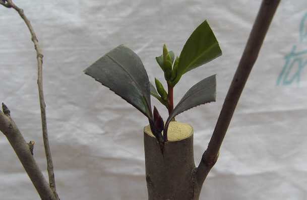 茶花可以嫁接吗