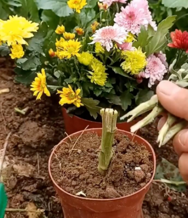 菊花可以嫁接吗