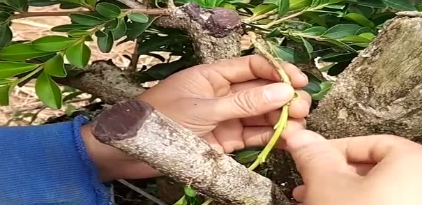 黄杨可以嫁接吗