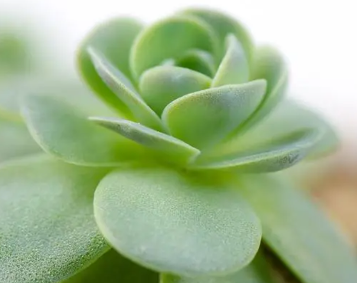 碗盆适合种什么花