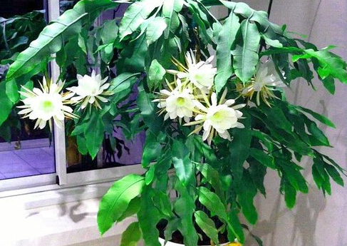 昙花要种多深合适