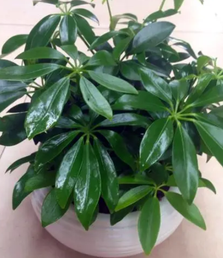 鸭掌树冬天怎么浇水