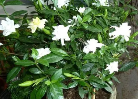 栀子花种子种多深合适
