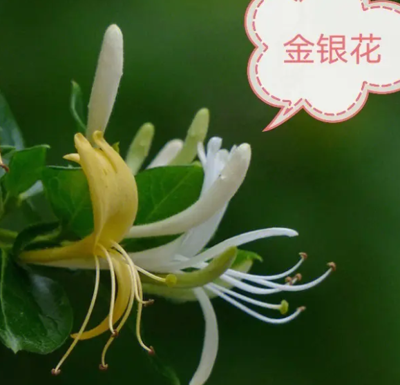 金银花老桩怎么养护