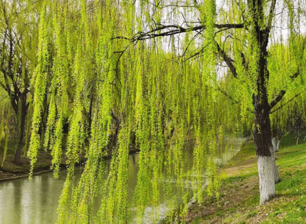 武汉适合种什么树