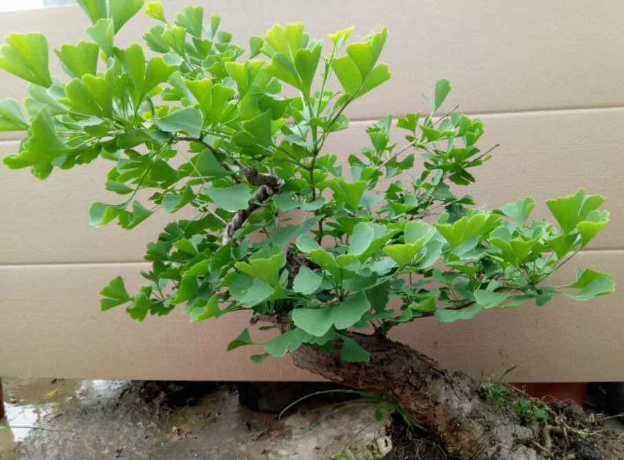 银杏怎么养成老桩造型