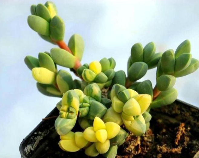 鹿角海棠怎么养成老桩造型