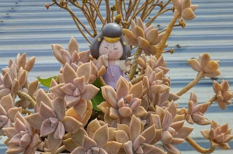 胧月怎么养成老桩造型