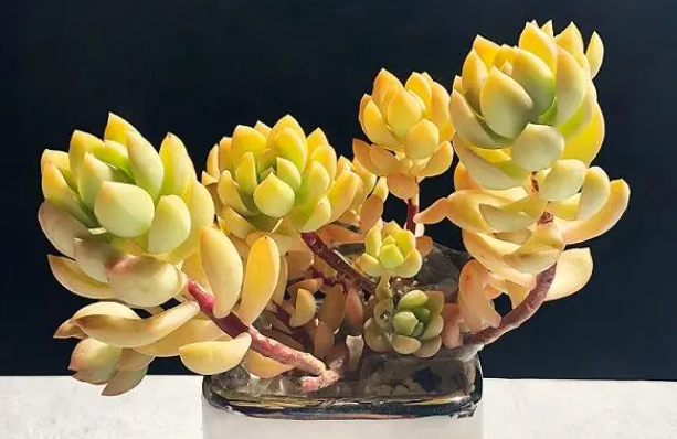 黄丽怎么养成老桩造型
