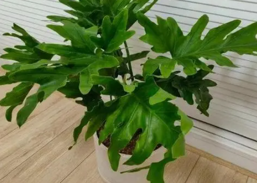 春雨怎么养成老桩造型