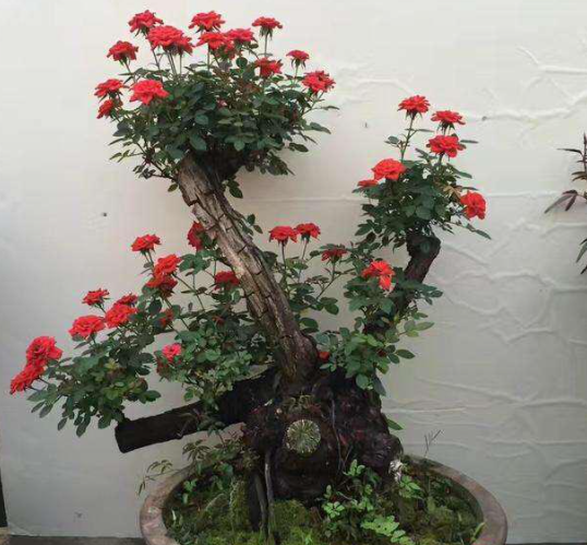 玫瑰花怎么养成老桩造型